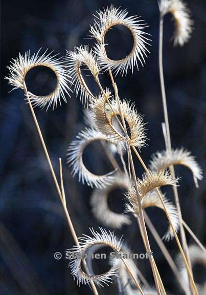 grass 2024 3 graphic